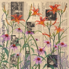 Daylilies, Coneflowers, and Russian Sage | July 2016; from the series Album of Flowers | Interesting Times