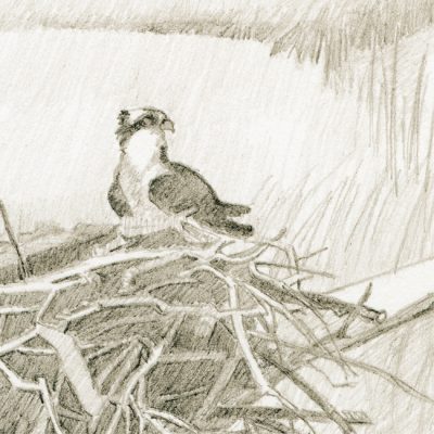 Detail of reproduction "Osprey"